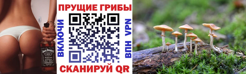 что такое наркотик  Борзя  Псилоцибиновые грибы Psilocybe 